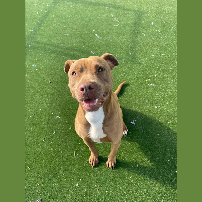 Photo of Coco Imp 1448