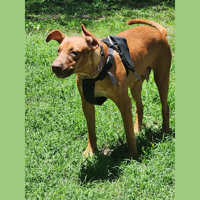 Photo of Cinnamon (Mama Gloves)