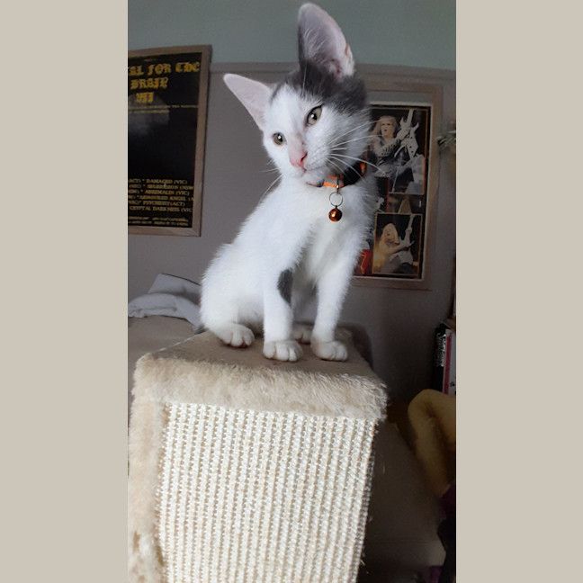 Photo of Oliver