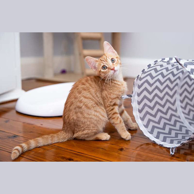 Photo of Jasper