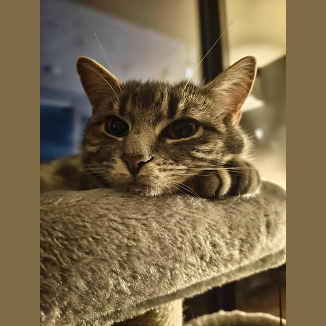 Photo of Ava   In Foster Care In Melbourne