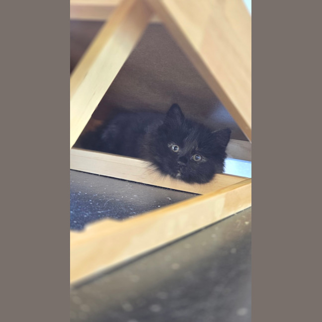 Photo of Fitch