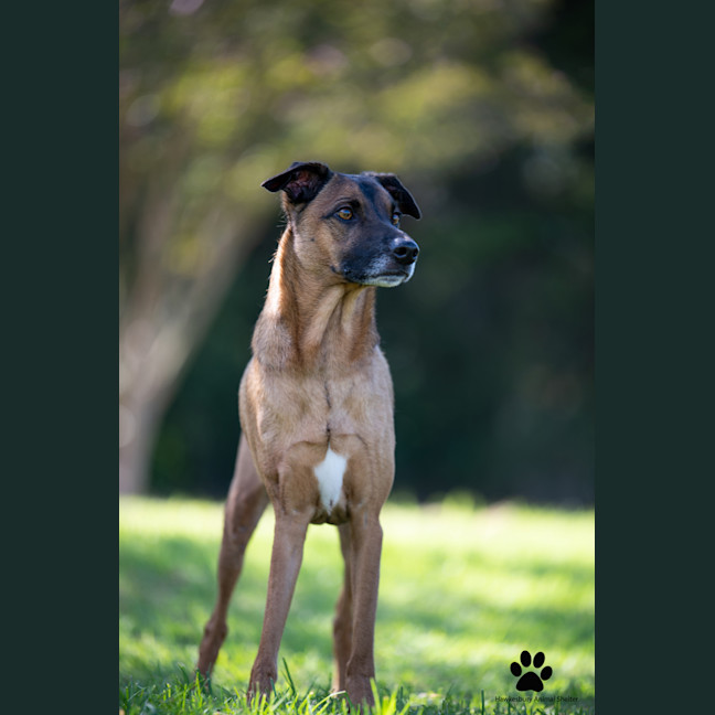 Photo of Fenrir