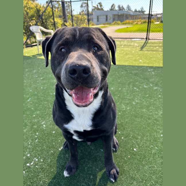 Photo of Mordecai Imp 2133