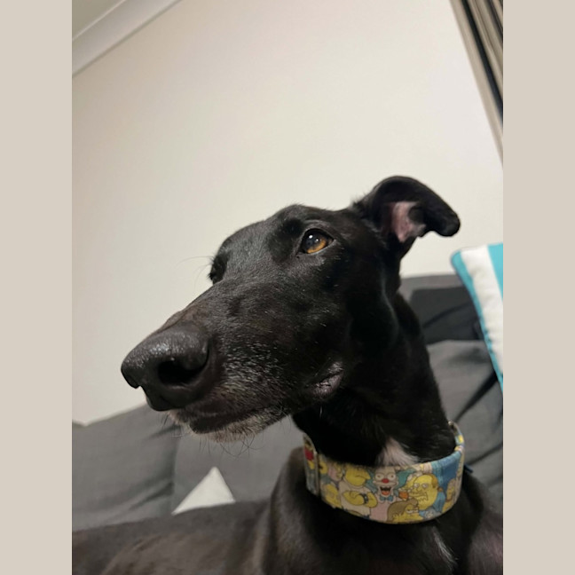 Photo of Boston, The Greyhound