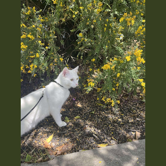 Photo of Mouse / Fig