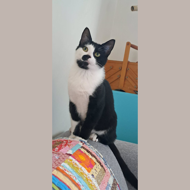 Photo of Melvin