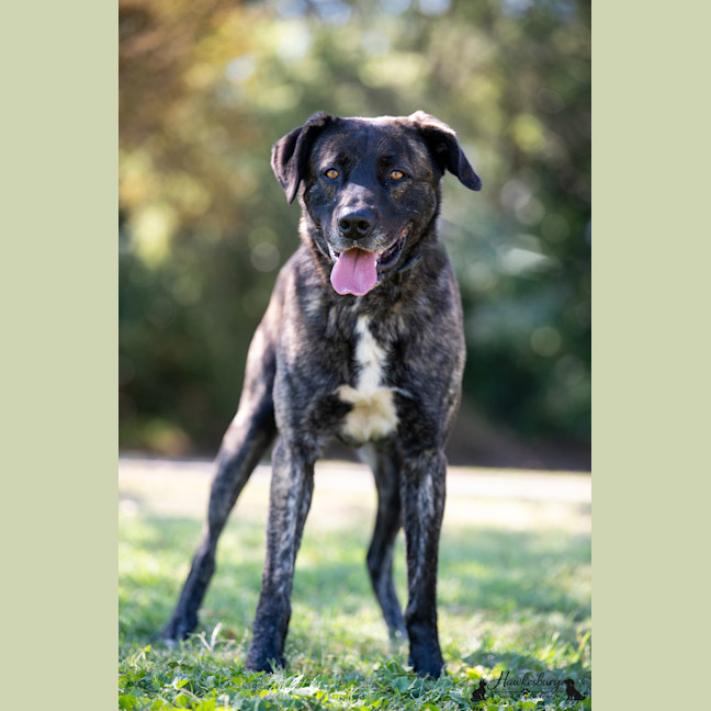 Photo of Cookie