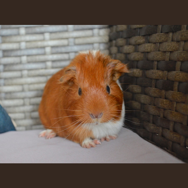 Photo of Tumbles And Rumbles