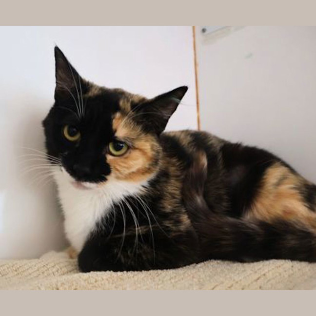 Photo of Nutmeg