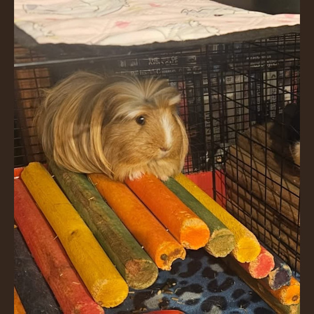 Photo of Blondie