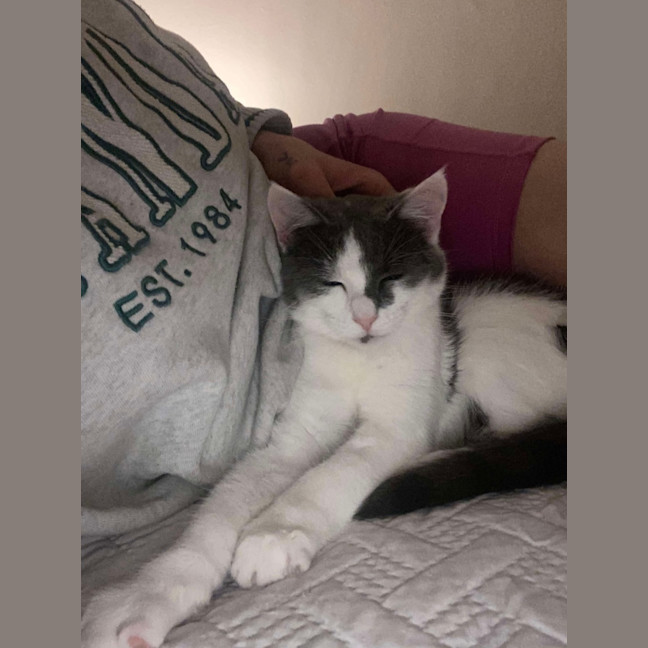 Photo of Chilli & Rambo 