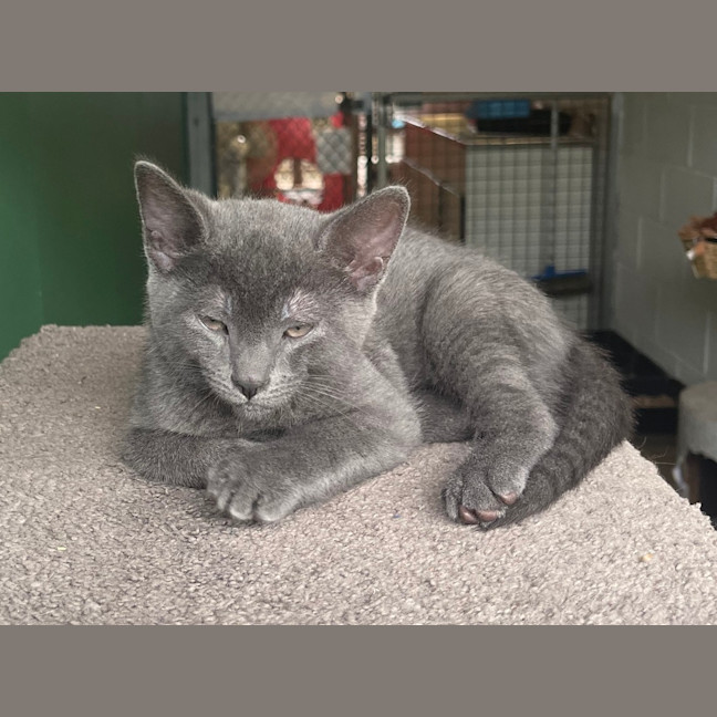Photo of Odin