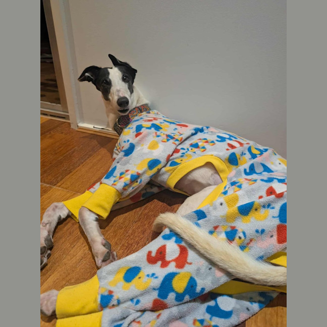 Photo of Dot, The Greyhound