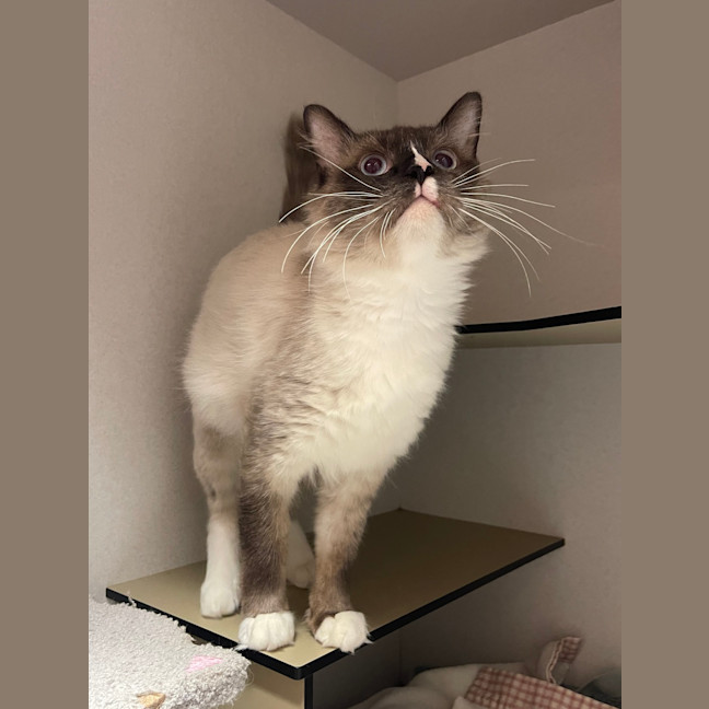 Photo of Maurice