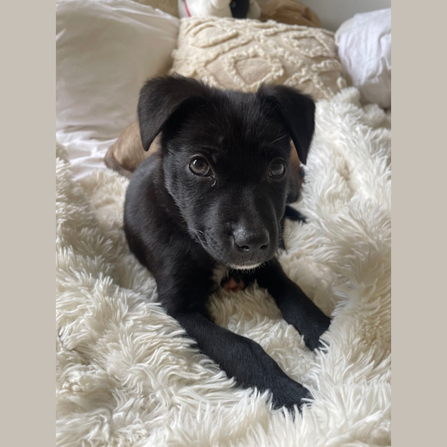 Photo of Koda