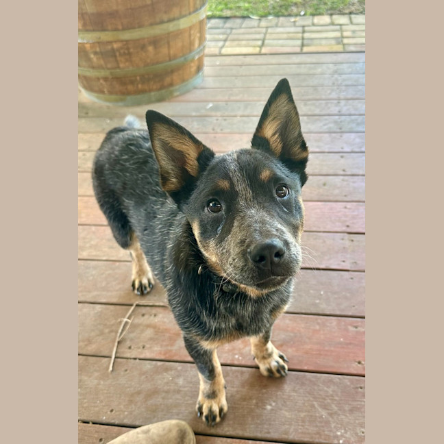 Photo of Jess (Blue)