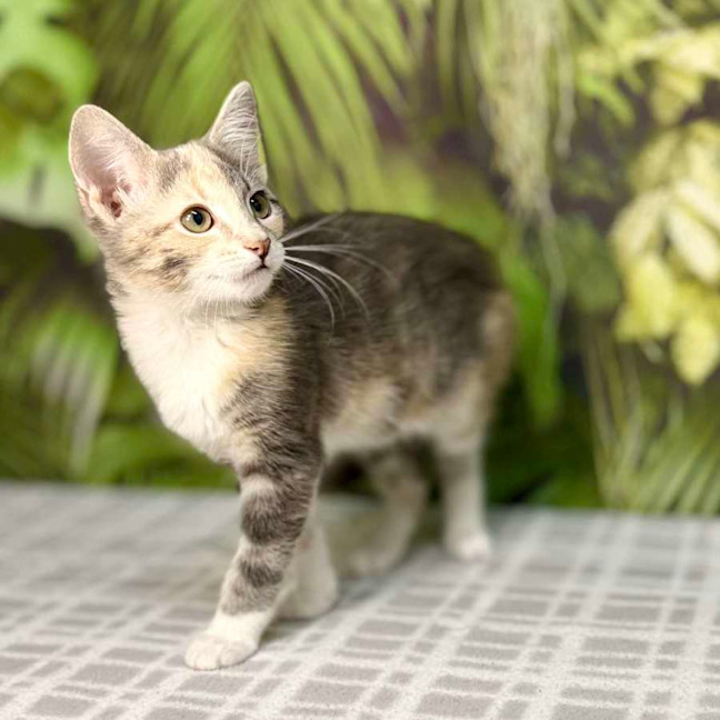 Photo of Uliana   Meet Me At Vets On Parker Templestowe