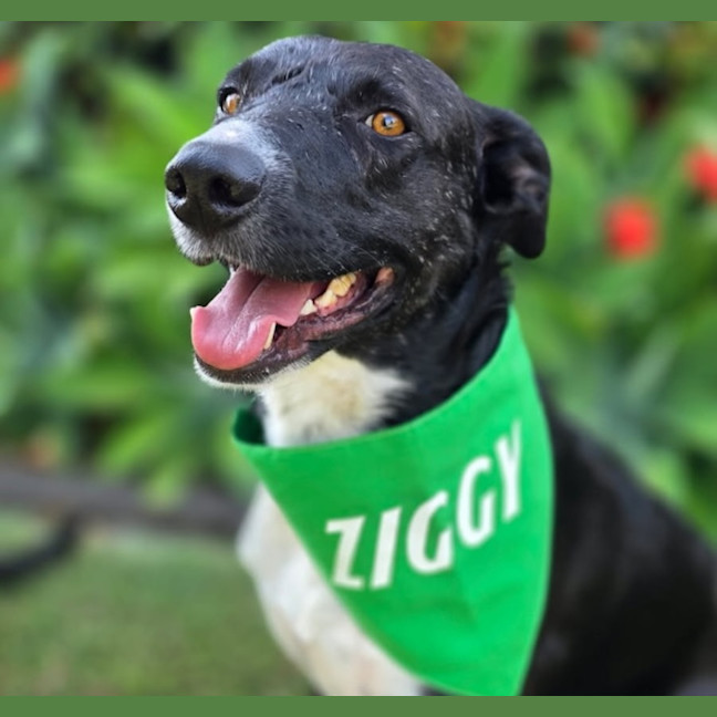 Photo of Ziggy