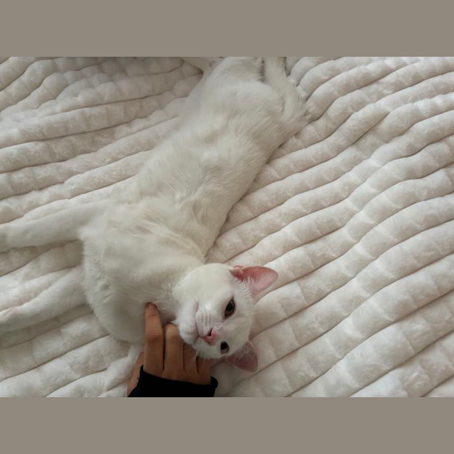 Photo of Caju* 9 Lives Rescue*💛