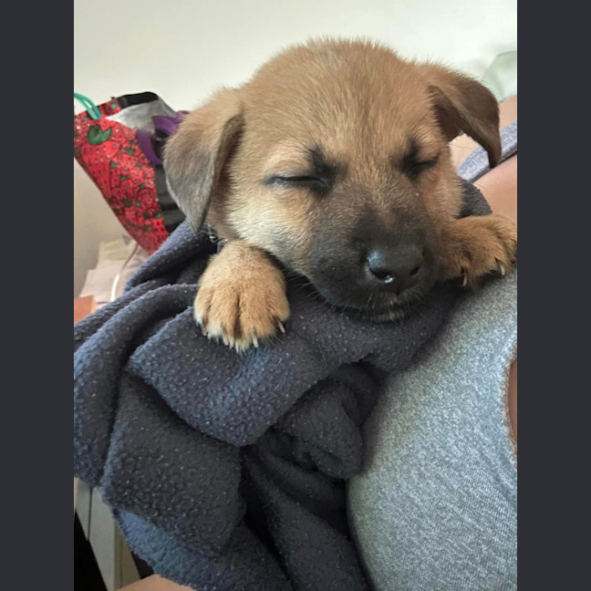 Photo of Churro