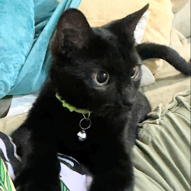 Photo of Buttercup