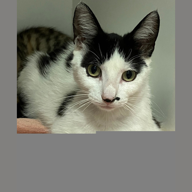Photo of Piper