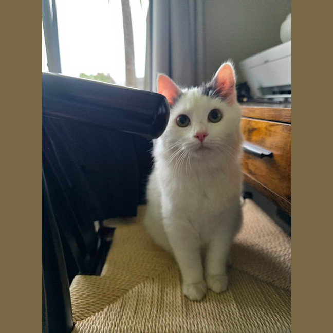Photo of Wasabi
