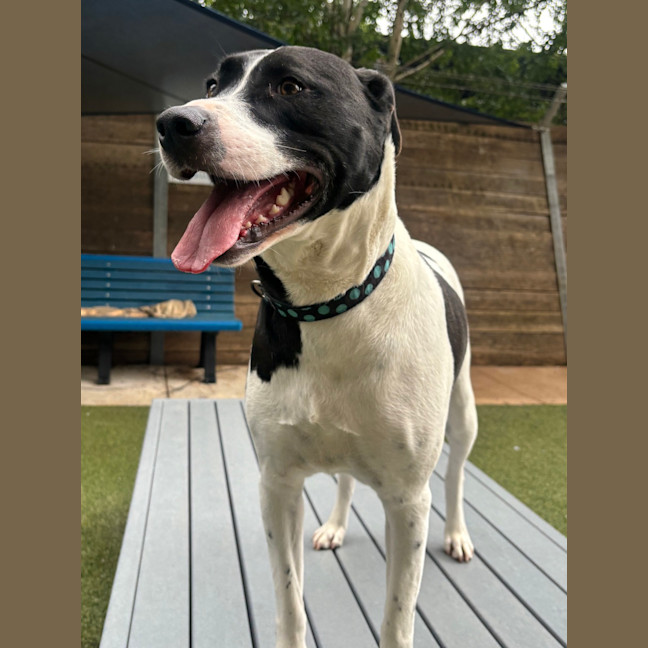 Photo of Lola