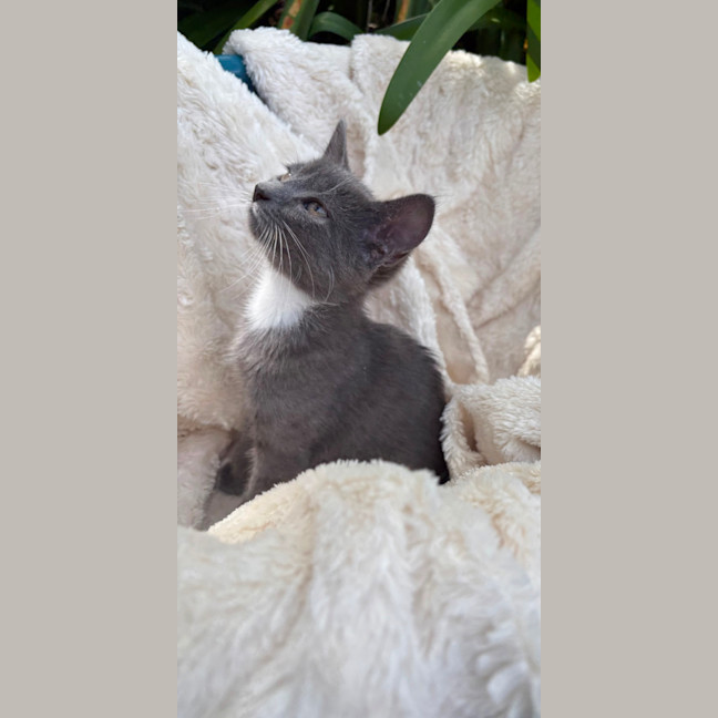Photo of Mia 💕😽🐾