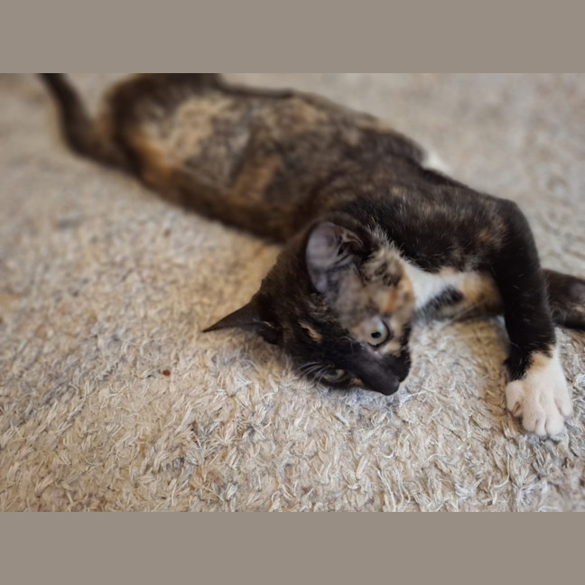 Photo of Ember