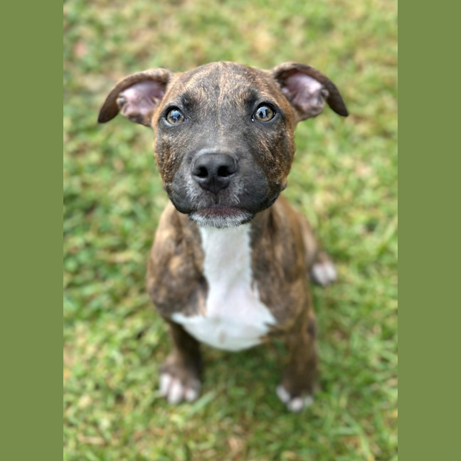 Photo of Bashful