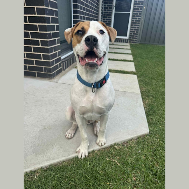 Photo of Marty   7 Month Old American Bulldog X
