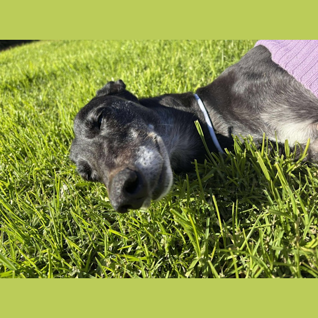 Photo of Crumpet, The Greyhound