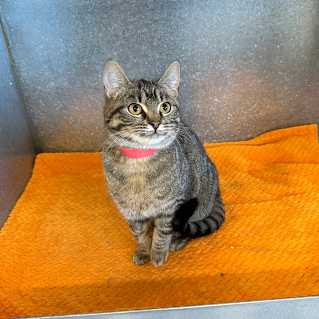 Photo of Paprika