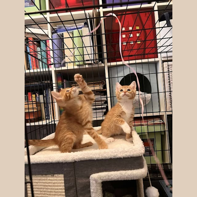 Photo of Comet (White Collar)