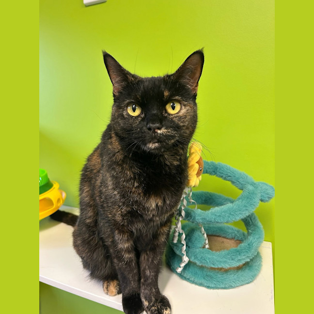 Photo of Tilly