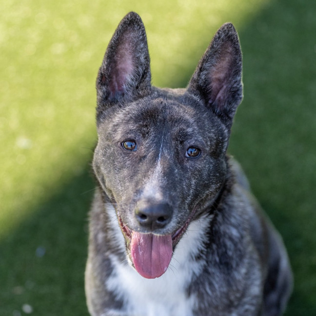 Photo of Sharpay Imp 957