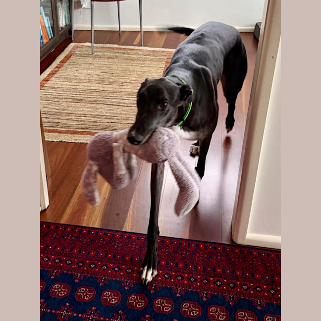 Photo of Jed, The Greyhound