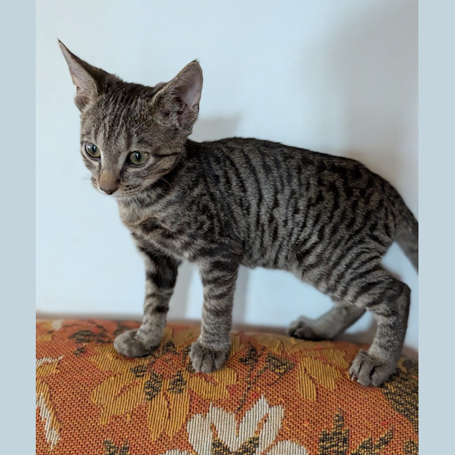 Photo of Wazarina