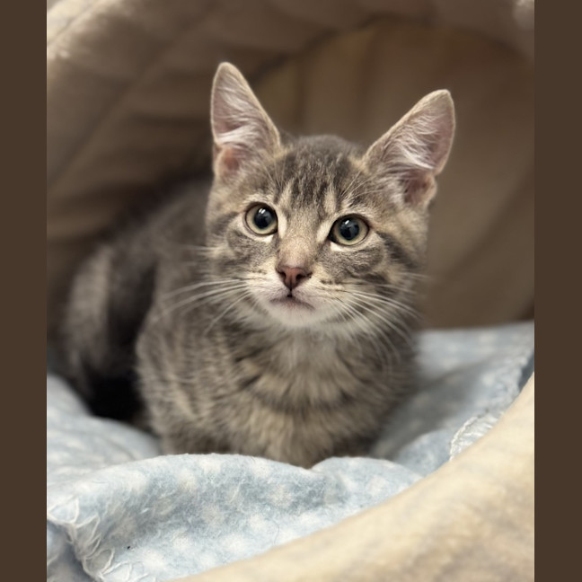 Photo of Ash