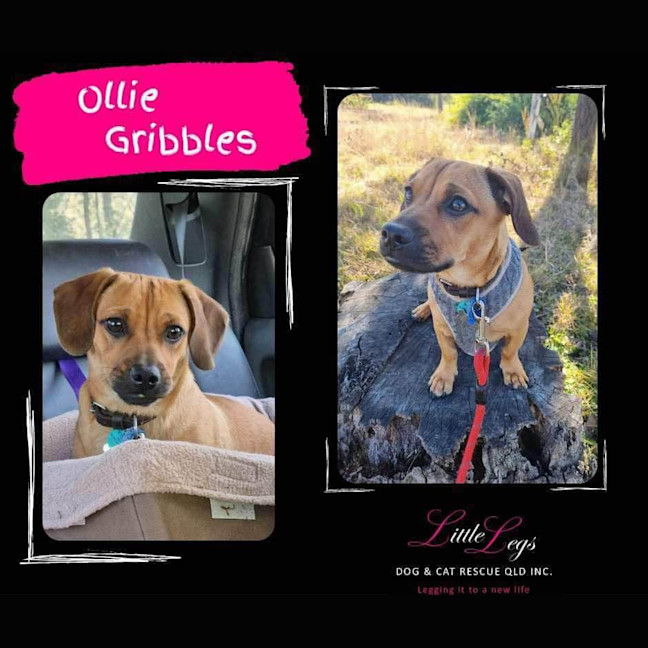 Photo of Ollie Gribbles