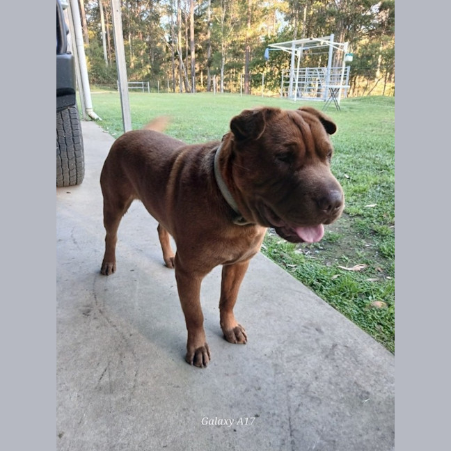 Photo of Tyson