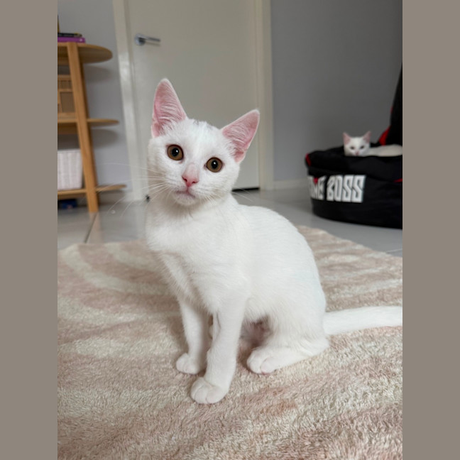 Photo of Soleil