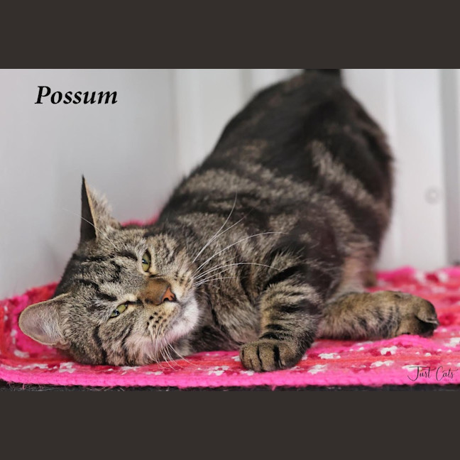 Photo of Possum