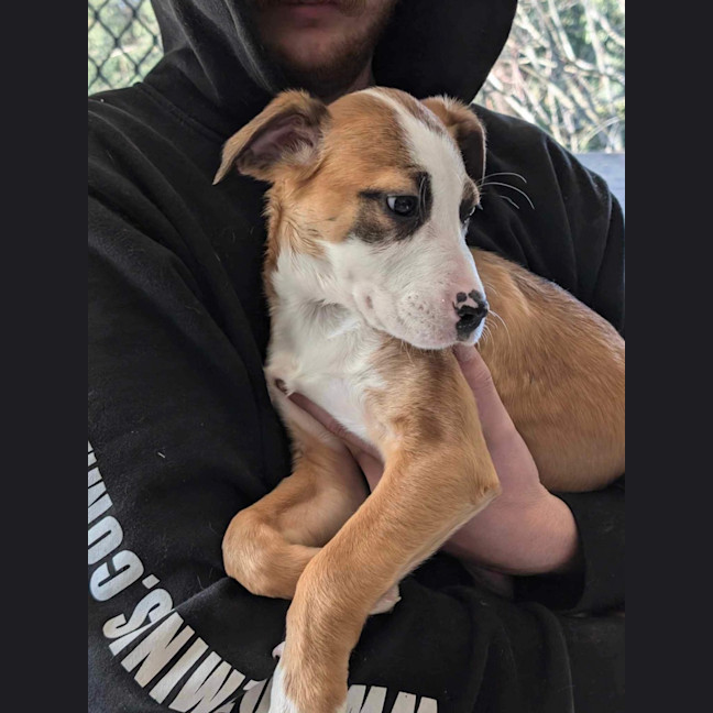 Photo of Bambi