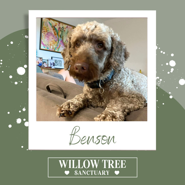 Photo of Benson
