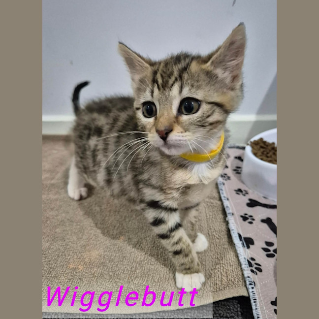 Photo of Wigglebutt