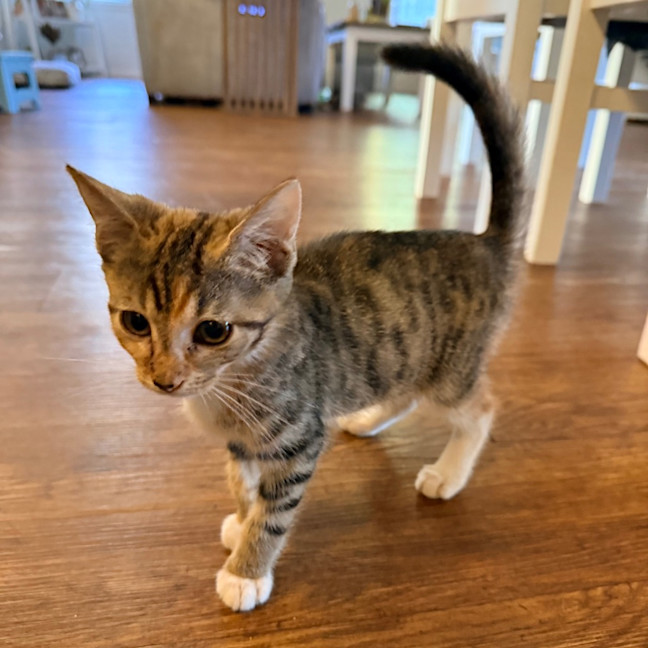 Photo of Ruby