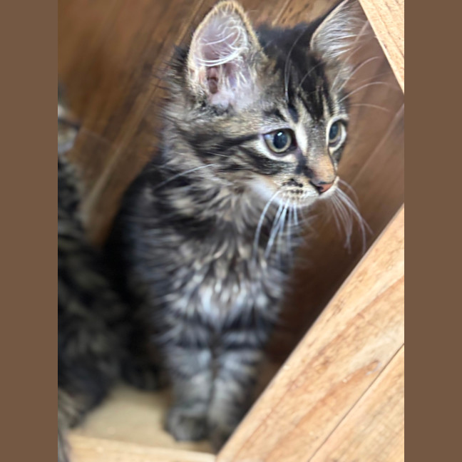 Photo of Beauty Meet Me@Petstock Hastings